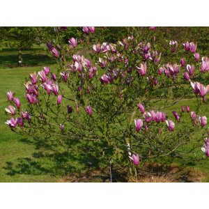 Magnólia hybridná (Magnolia hybrida) ´ANN´- výška 30-50 cm, kont. C3L (-26°C)